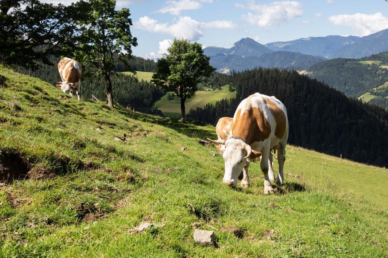 Farmstay&Glamping Visocnik Ljubno Екстериор снимка