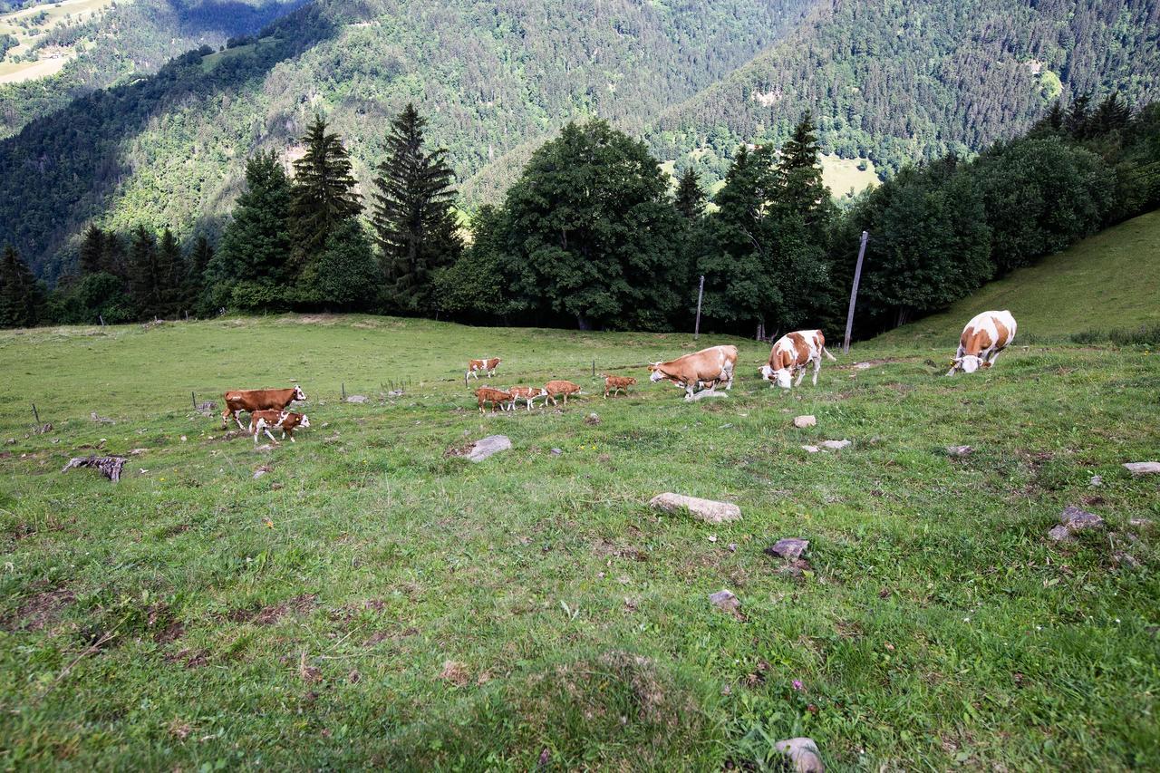Farmstay&Glamping Visocnik Ljubno Екстериор снимка